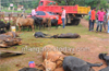 Cops thwart cattle smuggling at Kandlur; 25 cows seized